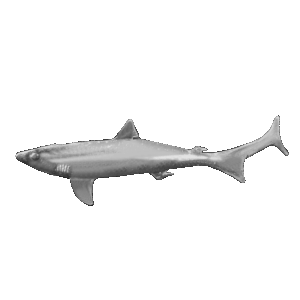 School Shark