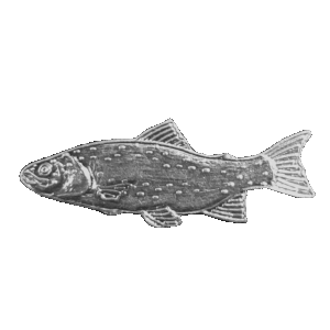 Trout