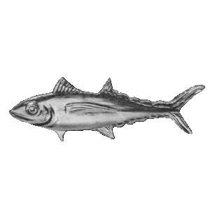 Tuna