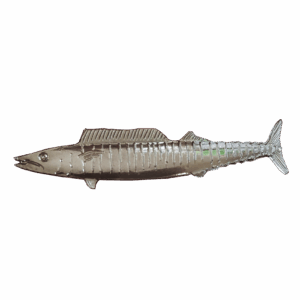 Wahoo