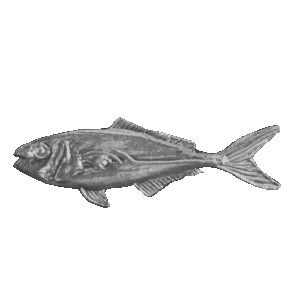 Yellow Tail